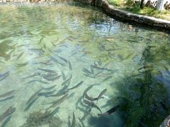 -玉水寨丽江源餐厅