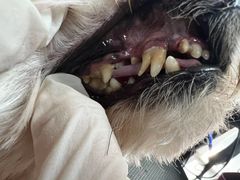 -宠福鑫康馨动物医院·骨科·眼科