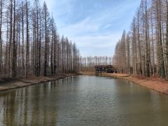 -黄海国家森林公园