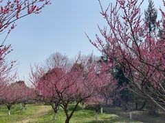 -上海海湾国家森林公园