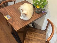 -楼上猫咖(罗湖店)