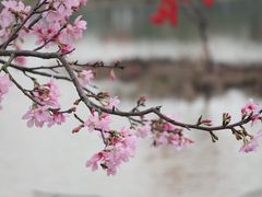 -天适樱花悠乐园