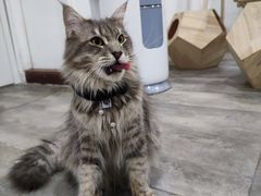 -楼上猫咖(罗湖店)