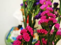 -溪岸路花鸟市场