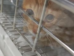 -宠颐生宠物医院·异宠猫科内科·诊疗中心宠巢店