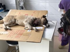 -萌兽医馆·宠物医院·猫骨科(创景店)