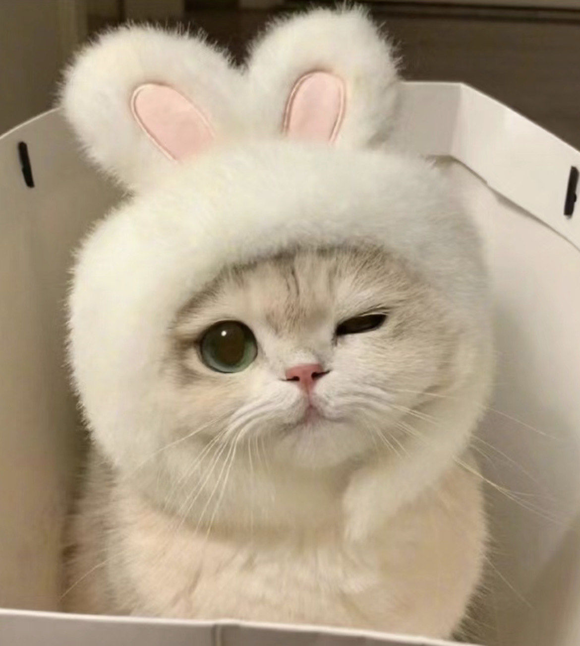 分享超治愈猫表情