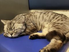 -平行世界·猫咖(首经贸店)