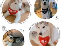 -Husky Go! 哈士奇体验馆·宠物咖啡厅狗咖