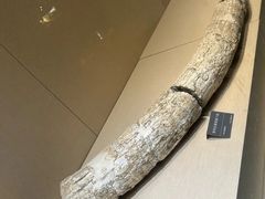 -安徽省地质博物馆