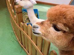 -藦茜花园宠物主题亲子互动体验馆(国顺东路店)