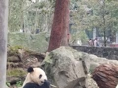 -都江堰中华大熊猫苑