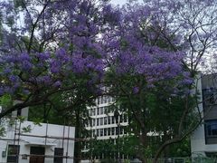 -四川大学(望江校区)