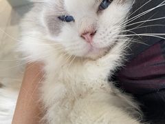 -楼上猫咖(罗湖店)