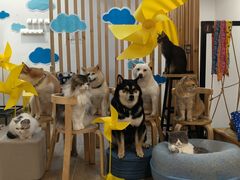 -柴迷FANS CLUB·柴犬狗咖·猫咖