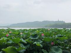 -湖畔居茶楼(湖滨店)