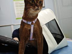 -纳吉亚猫专科动物诊疗中心(蒋宅口分院)