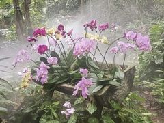 -呀诺达热带雨林