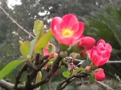 -南山植物园