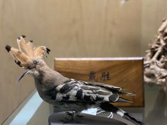 -陕西自然博物馆