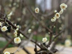 -新虹桥中心花园