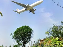 -空港花田景区