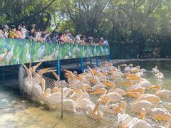 -广州长隆飞鸟乐园