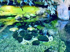 -迪拜水族馆及水下动物园