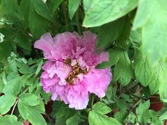 -广西壮族自治区药用植物园