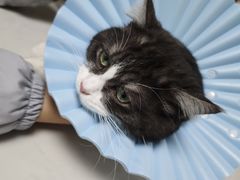 -贝康宠物医院·犬猫全科·小动物特色诊疗中心(东环路店)