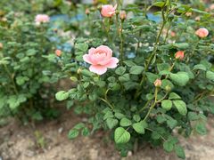 -奉浦四季生态园