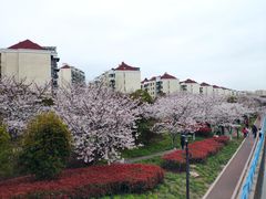 -高东镇樱花园