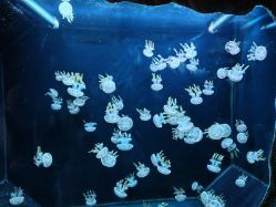 -Zoolung Zoolung动物主题公园(海信广场店)