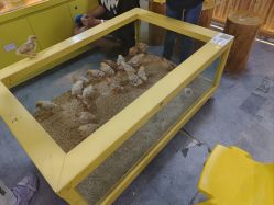 -神奇动物撸宠馆·羊驼·小浣熊·异宠(豫园店)