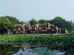 -微山湖红荷湿地景区