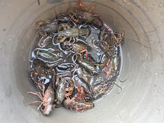 -同銮特种养殖场·龙虾垂钓