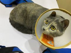 -安安宠医·臻爱宠物医院·宠保定点(营门口路分院)