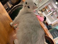 -猫小院猫主题餐厅(三里屯店)