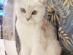 -艾吉宠物医院·疑难杂症转诊中心·猫友好(碧江路院)