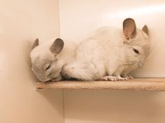 -龙猫仔乐园(惠福东路店)