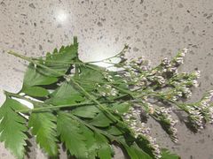 -巴奴毛肚火锅(二七万达店)