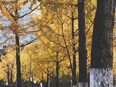 -重庆市江北嘴中央商务区中央公园