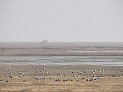 -盐城丹顶鹤湿地生态旅游区