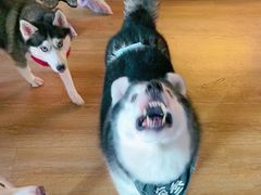 -Husky Go! 哈士奇体验馆·宠物咖啡厅狗咖