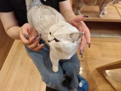 -是阿柴呀！柴犬咖啡·爱喵喵猫咖