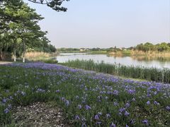 -贡湖湾湿地公园