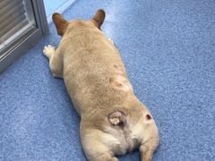 -美联众合动物医院(·中兽医·疑难杂症·严家桥分院)