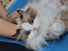 -美联众合动物医院·24h转诊中心