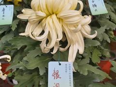 -无锡梅园公园