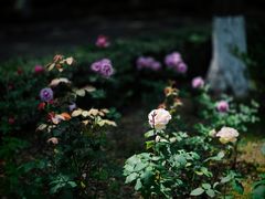 -苏州河梦清园环保主题公园